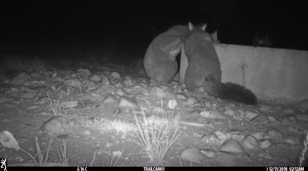 Koala & Brush-tailed Possum sharing a drink in  Pinkerton 1.jpg